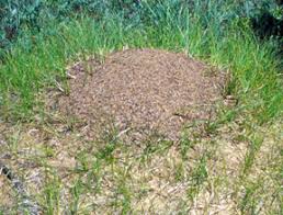Gabel mentions that heavier soils like clay soils or wet soils, will be less conducive to ant beds. Mound Ants Msu Extension