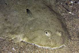 La sole est un poisson à chair ferme et au goût très fin, particulièrement prisé des gourmets. Sole Commune Solea Solea Fiche Poissons