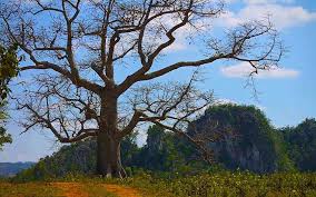 We did not find results for: Valle De Vinales Grun Rotes Naturparadies Bester Tabak Kuba Hightlight Passenger On Earth