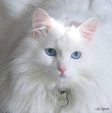 White Cat With Sky Blue Eyes Angora Cats Norwegian Forest Cat Cats