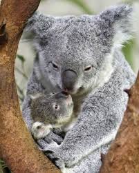 Worldofkoalas On Instagram Aww Look At These Two Koala Koalas Koalabear Koalafreak Koalacore Koalaestudio Koalaba In 2020 Baby Koala Koala Bear Koala