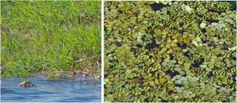 Image result for Pycreus mundtii