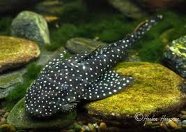 Image result for Leiothylax drummondii