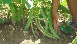 Maybe you would like to learn more about one of these? Cara Sukses Menanam Budidaya Kacang Koro Peluang Menjanjikan Bagi Petani Dengan Mudah Faunadanflora Com