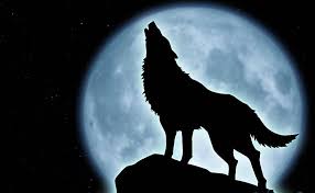 The Lost Wanderer Park Hopping Wolf Howling Wolf Wallpaper Howl At The Moon