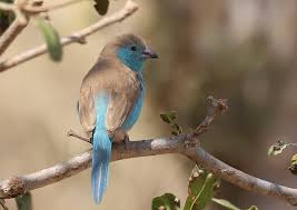 Image result for Marsdenia angolensis