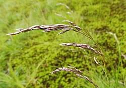 Image result for Avenella