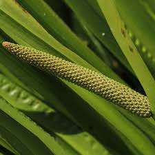 Image result for Calamus deerratus