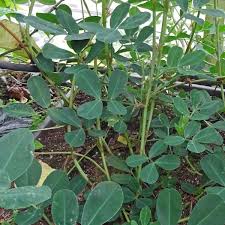 Image result for Arachis hypogaea