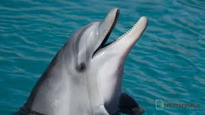 Nama paus (mamalia) diberikan pada anggota bangsa cetacea yang berukuran besar. Hewan Vertebrata Pengertian Klasifikasi Ciri Dan Contoh