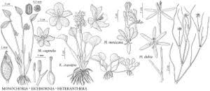 Image result for Pontederiaceae