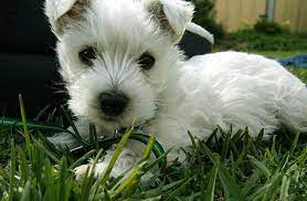 best puppies ever westies sephoracolorwash white westie puppies yorkshire terrier dog west highland terrier