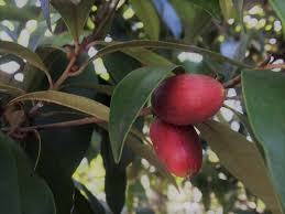 Image result for Englerophytum natalense