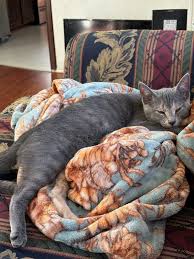 Gilbert Henning (@lordfenixnc86) • Instagram photos and videos