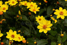 Image result for Aspilia