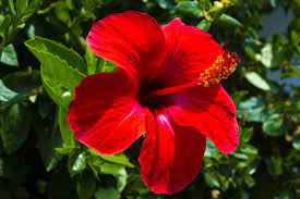 Global Hibiscus Flower Powder Market Size Share Industry Report 2029