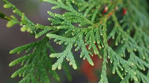 Image result for argyresthia thuiella thuja symptoms