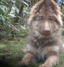 Short Haired German Shepherd Puppies Google Search German Shepherd Puppies Shepherd Puppies German Shepherd Dogs