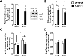 Entdecke rezepte, einrichtungsideen, stilinterpretationen und andere ideen zum ausprobieren. Increasing Acyl Coa Thioesterase Activity Alters Phospholipid Profile Without Effect On Insulin Action In Skeletal Muscle Of Rats Scientific Reports