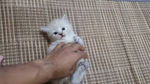 Pastikan anda menggunakan susu rumusan khas yang boleh didapati. Kucing Baka American Shorthair Parsy Untuk Dijual Rm900 Tun Reza Youtube