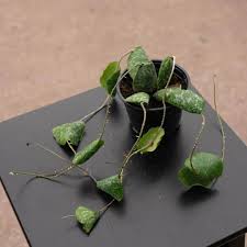 Image result for Micromeria imbricata