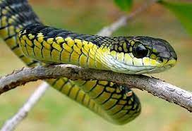Pin By Duncan Mclaughlin On Snakes Snake Venom Pet Snake Snake