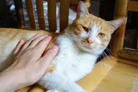 Can Cats Tell When You Are Sad What Science Tells Us Hepper
