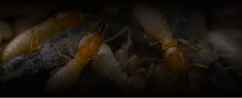 Custom plans · expertly trained · 10,000+ team members Yale Pest Control Pest Control Ct Exterminator Ct