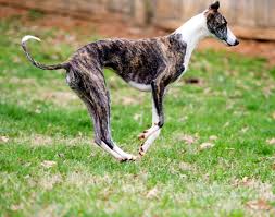 Bouncing Like A Tigger Lol By Julie Poole Italian Greyhound Dog Person Whippet