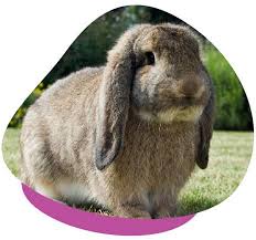 One, like others mentioned, is that he's playing. Treatment Prevention Of Ear Disease In Lop Eared Rabbits