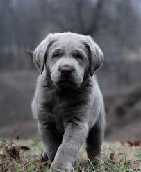 Buckeye puppies makes it easy to find healthy puppies from reputable dog breeders across pennsylvania, ohio, and more. Silver Labrador Retrievers For Sale Silver Lab Puppies Charcoal Labs Silver Lab Puppies Silver Labs N Lab Puppies Labrador Retriever Silver Labrador Retriever