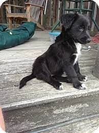 Naperville Il Flat Coated Retriever Border Collie Mix Meet Poppy A Puppy For Golden Retriever Mix Puppies Labrador Retriever Puppies Flat Coated Retriever