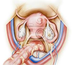 Uterus Und Eierstocke Ein Normaler Eierstock Links Und Ein Fototapete Fototapeten Plazenta Gebarmutter Zervix Myloview De
