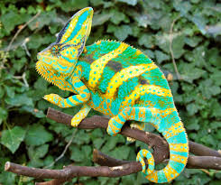 They eat mostly live insects and are most active during the day. Premium High Color Juvenile Veiled Chameleons For Sale Online Driskel Bloodline From Fl Chams Buy Baby Veiled Chameleons Now With Ups Overnight Shipping Fl Chams