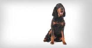 Image result for skotský setr gordonsetr