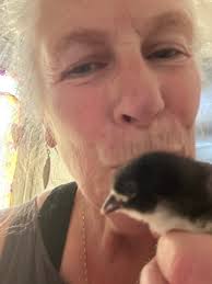 New chicken mom seeking moisture-free feed storage ideas