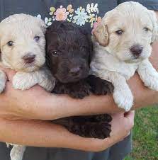Country labradoodles country labradoodles has multiple puppies ready to go home now along with several planned litters. Just Doodling Around North Carolina