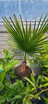 Image result for Washingtonia filifera