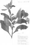 Image result for Vernonia musofensis