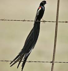 Black Bird With Long Tail And Red Beak Pin On Birds