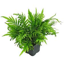 Image result for Bolbitis