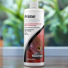 Image result for Nesaea dinteri