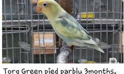 We did not find results for: African Lovebirds Sable Blue Pied Tb Parblue For Sale In Manila National Capital Region Classified Philippineslisted Com