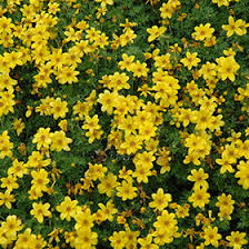 Image result for Bidens baumii