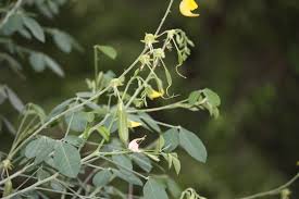 Image result for Crotalaria laburnifolia