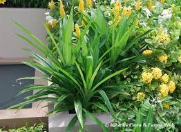 With its sweet, fragrant, grassy aroma, it is widely used in both savoury and sweet dishes. Pandanus Amaryllifolius Roxb