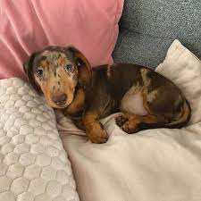 cute dachshund cute dachshund dogs cute dachshunds cute dogs cuteness overload cute sausage dog cute pets cute dac doxie puppies dapple dachshund puppy puppies