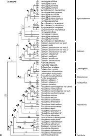 Image result for Endostemon obtusifolius
