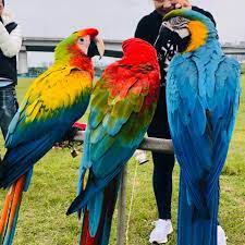 Mount kongō, a mountain in osaka prefecture, japan. Facebook