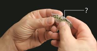 Euro (eur) şi leul moldovenesc (mdl) calculator al ratei de schimb valutar a conversiei. Combien De Deces Sont Attribuables Au Cannabis Sensi Seeds